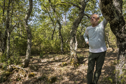 France, Var (83), Provence Verte, Bras, Académie du Bain de Forêt Provençale, forêt du domaine Le Peyrourier - une campagne en Provence, Claude Fussler