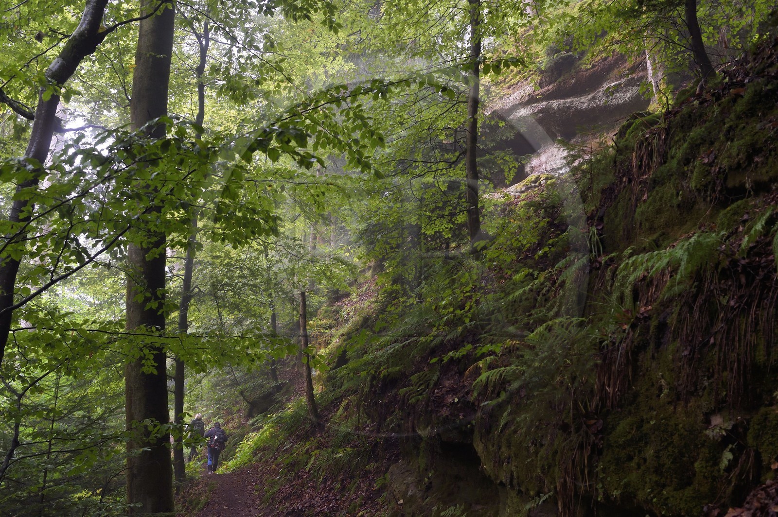 France, Bas-Rhin (67), Parc Naturel régional des Vosges du Nord, La Petite Pierre, rrandonneurs sur le sentier des Trois Roches en dessous du Rocher Blanc