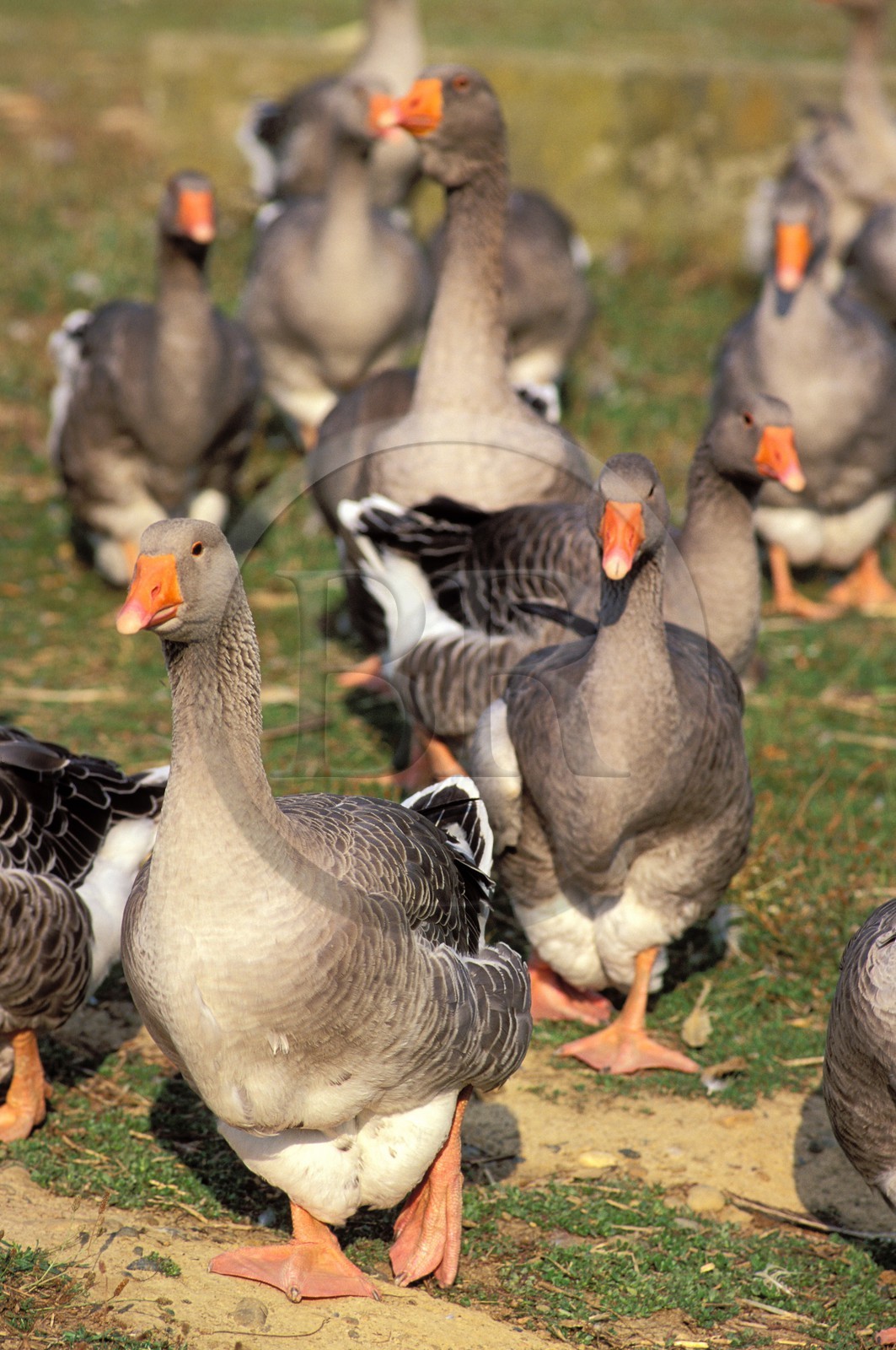France, Gers (32), conserverie Duplan près de Campan, élevage d'oies
