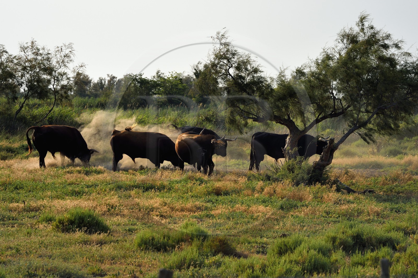 France, Bouches-du-Rhône (13), Parc naturel régional de Camargue, étang de Vaccares, race bovine de combat, élevage de taureaux dits espagnols destinés aux corridas par des ganaderias