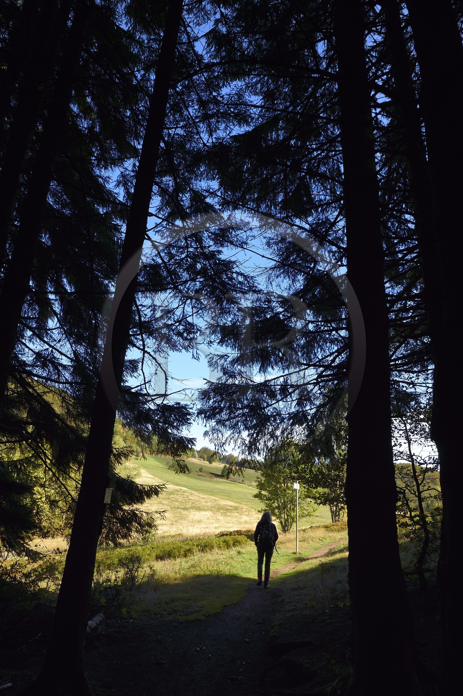 France, Haut-Rhin (68), Parc naturel régional des ballons des Vosges, Rimbach-près-Masevaux, randonneur marchant sur le GR5 à la Chaume de Haute Bers