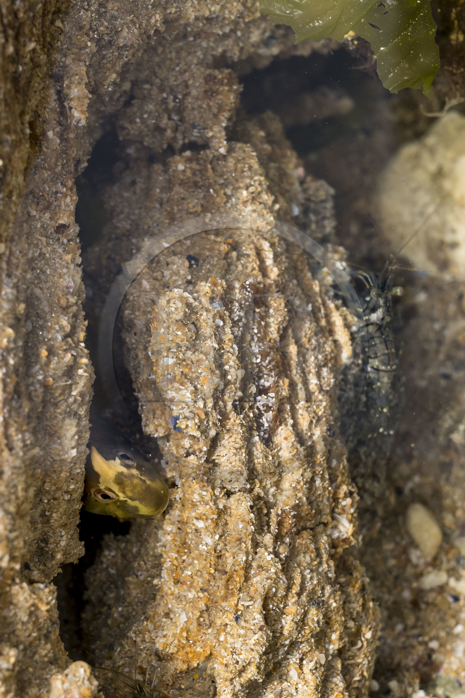 France, Charente-Maritime (17), Ile d'Oléron, Saint-Georges-d'Oléron, sur l’estran de la plage des Sables Vignier à marée basse, blennies paon (Salaria pavo) et crevette