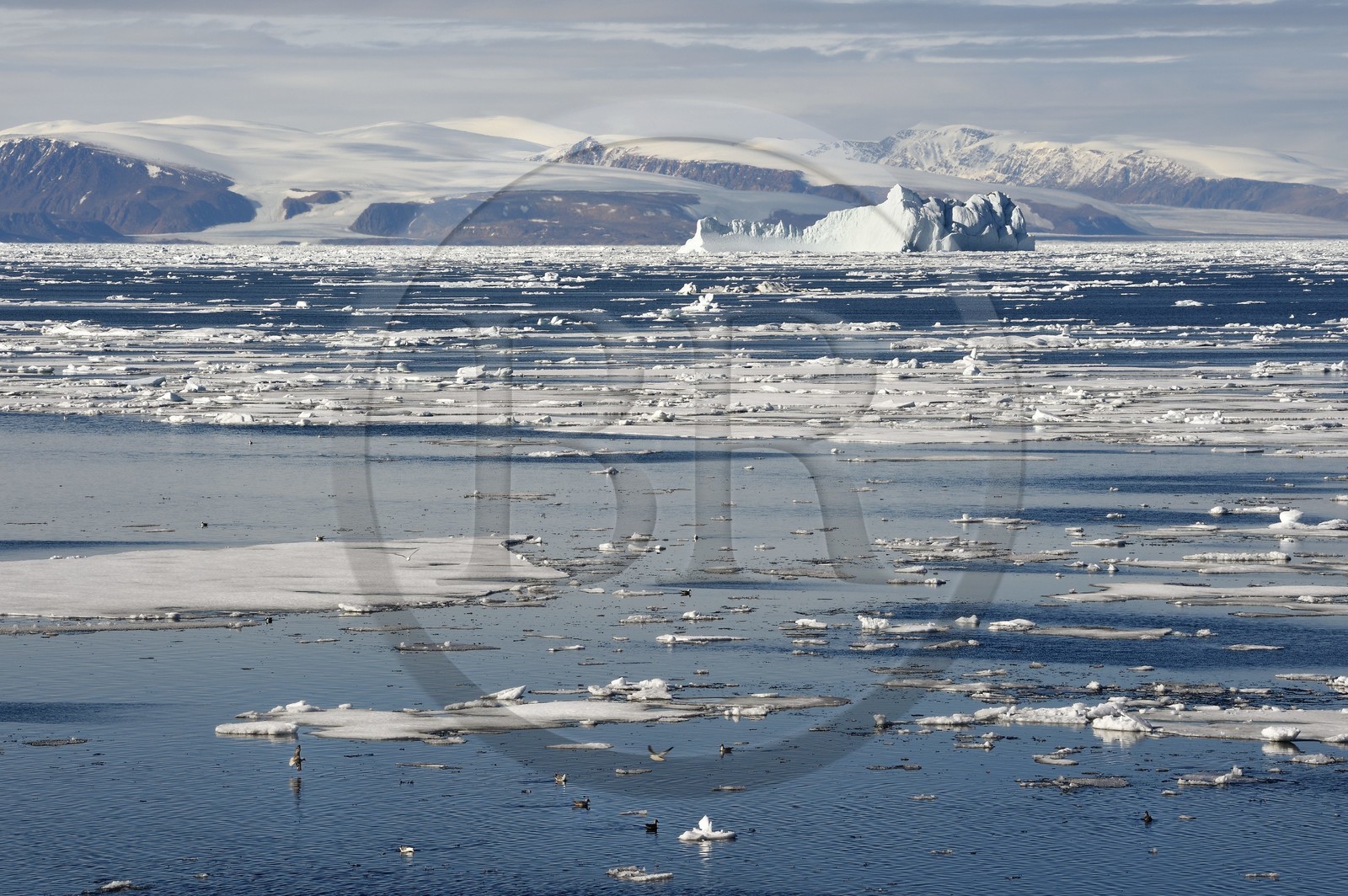 Groenland, cote Nord-Ouest, Smith sound au nord de la baie de Baffin, morceaux de glace de la banquise arctique et iceberg géant en arrière plan vers la côte canadienne de l'ile d'Ellesmere
