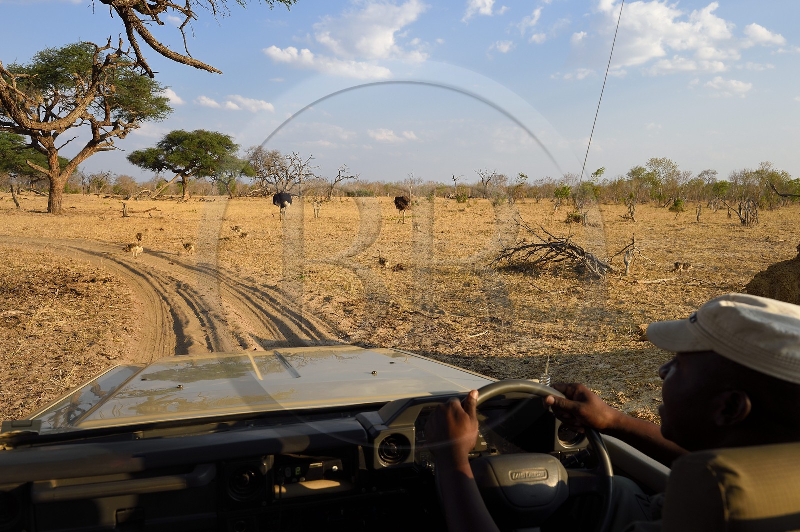 Zimbabwe, province de Matabeleland septentrional, parc national Hwange, à la découverte de la faune de la savane sur une piste