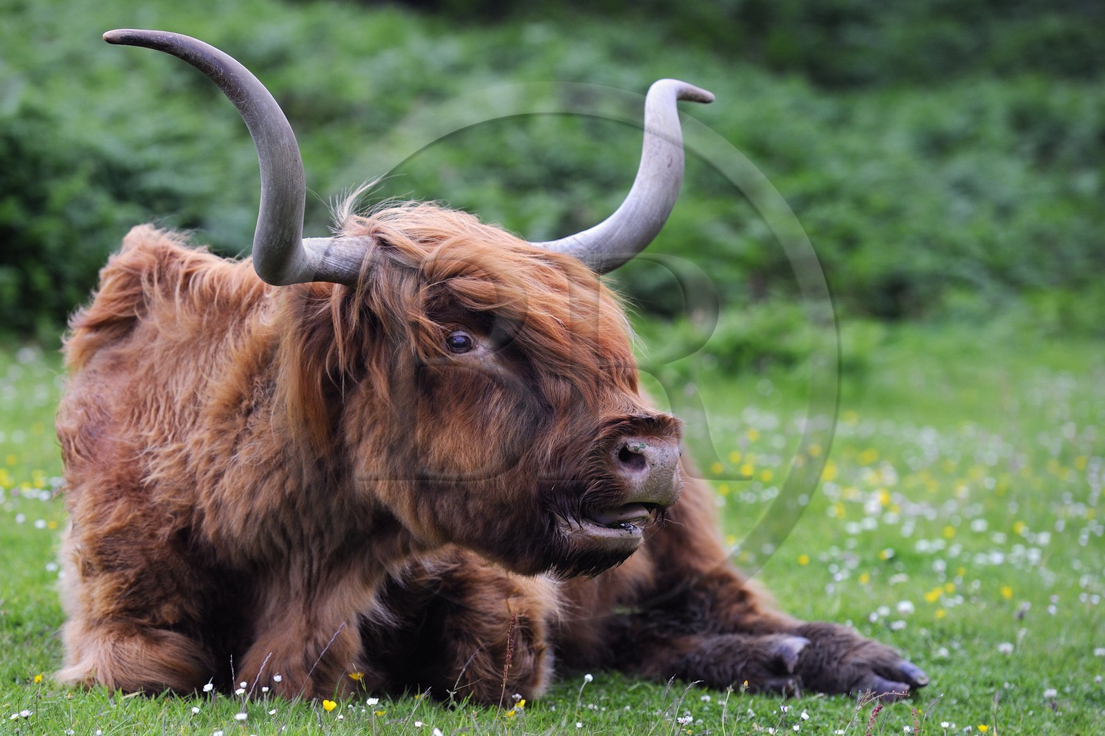 Royaume-Uni, Ecosse, Highland, Hébrides intérieures, Ile de Mull, vache de race Highland