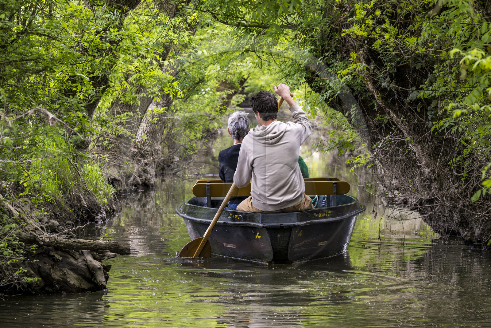France, Vendée (85), Parc Interrégional du Marais Poitevin labellisé Grand Site de France, Maillezais, batelier effectuant une promenade en barque dans les conches sur les affluents de l'Autise