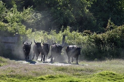 France, Bouches-du-Rhône (13), Parc naturel régional de Camargue, Mas du Menage, manade Saint Antoine (Cauzel), gardians avec les taureaux camarguais appellés Raço di Biou