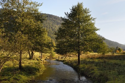 France, Vosges (88), Le Valtin dans la haute-vallée de la Meurthe, la rivière de la Meurthe