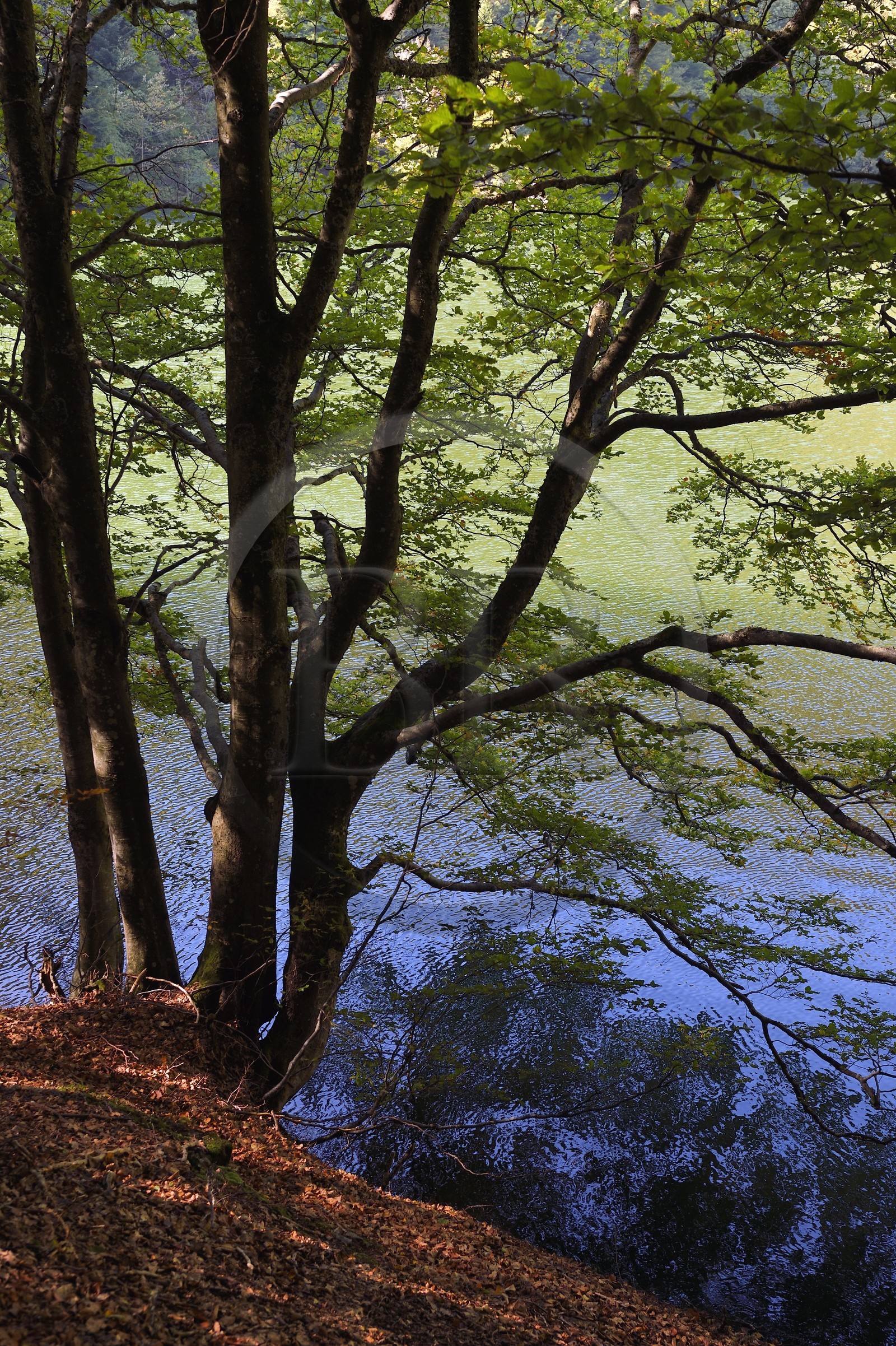 France, Haut-Rhin (68), Parc naturel régional des ballons des Vosges, Rimbach-près-Masevaux, le Lac des Perches