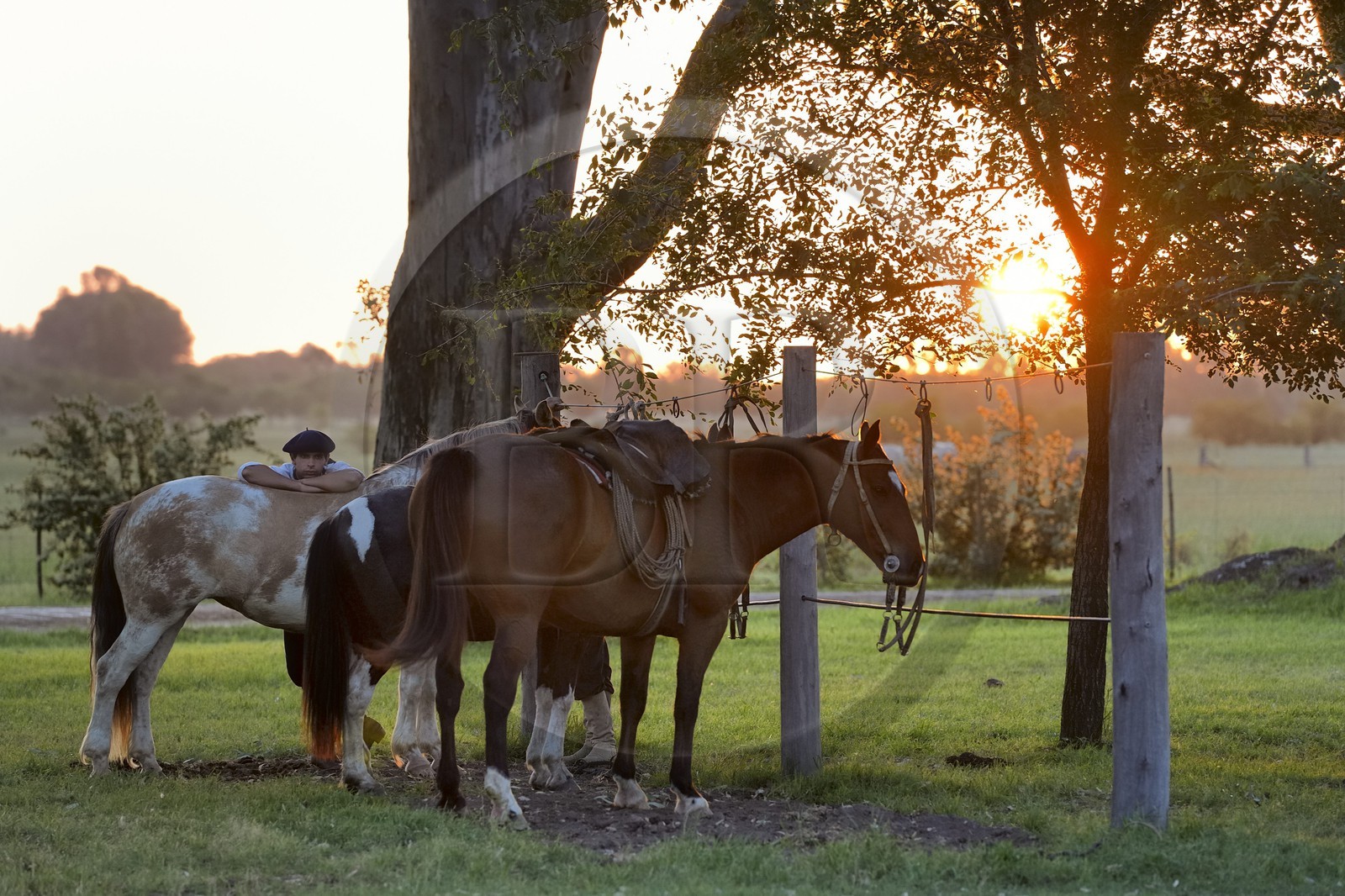 Argentine, province de Buenos Aires, San Antonio de Areco, gaucho dans l'estancia La Bamba de Areco