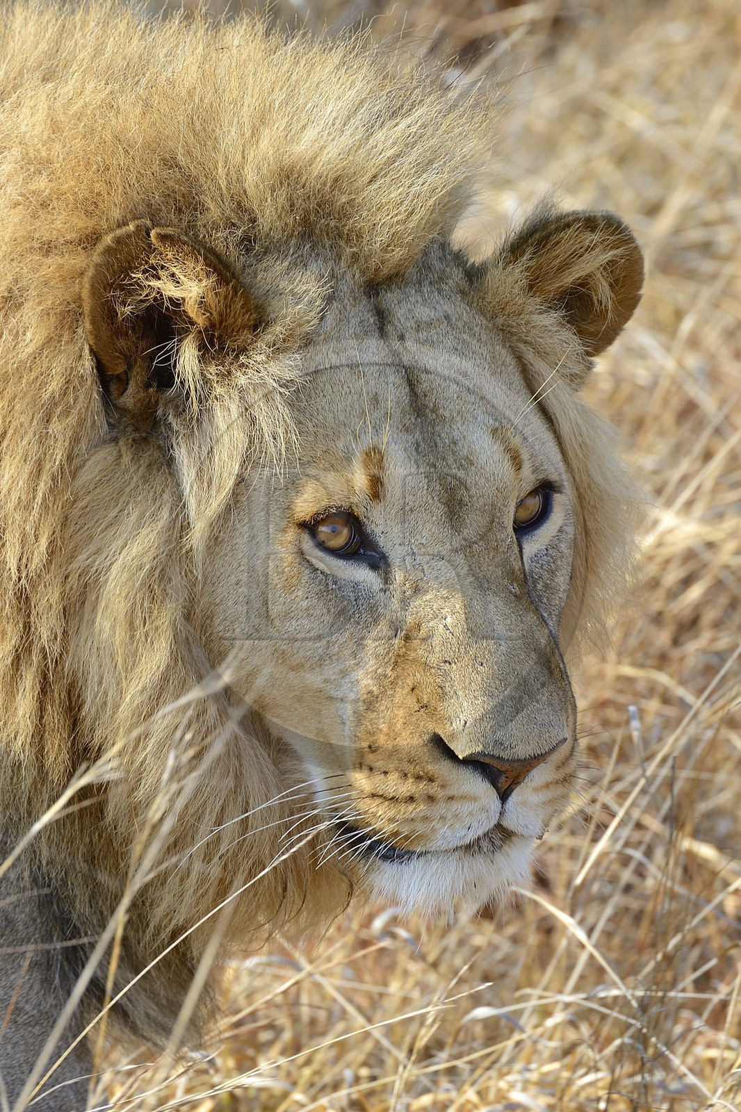 Zimbabwe, province des Midlands, Gweru, Antelope Park qui abrite ALERT (African Lion and Environmental Research Trust), Zone 2, jeune lion mâle (panthera leo) appellé AS2 qui sera relaché en clan dans un parc national pour le repeupler
