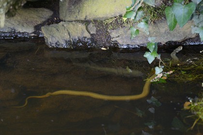 France, Morbihan (56), forêt de Brocéliande, Tréhorenteuc, la Mare aux Fées du Val sans Retour, couleuvre vipérine (Natrix maura)