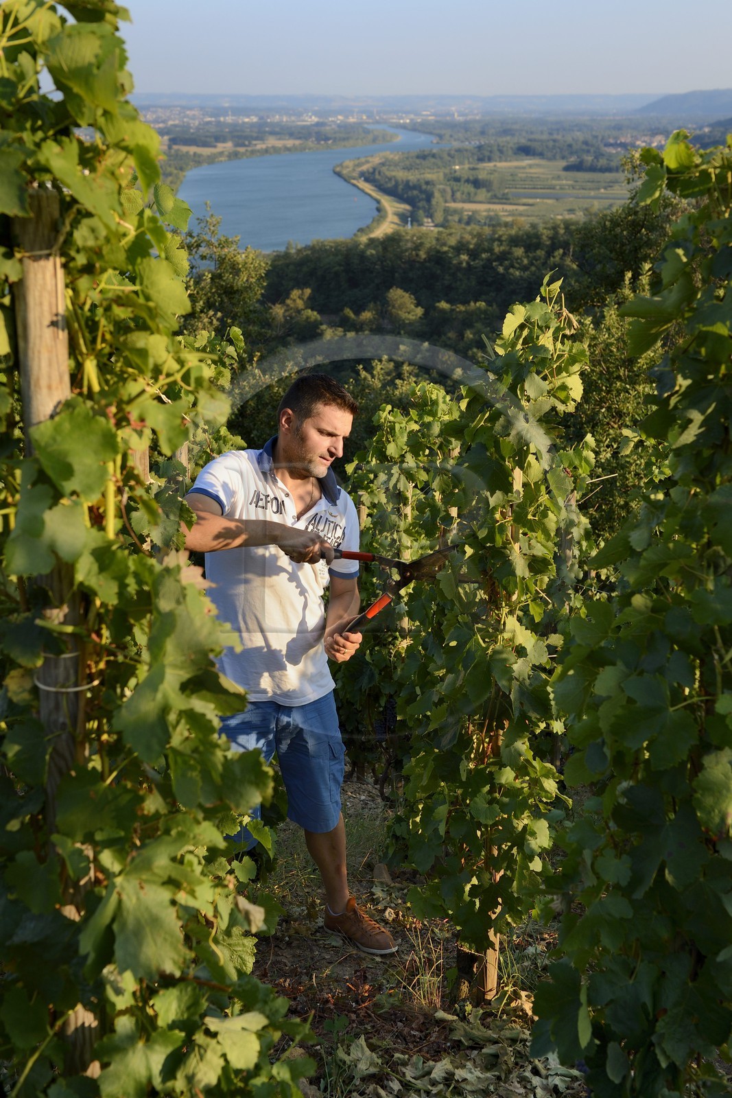 France, Loire (42), Parc Naturel Régional du Pilat, le domaine du Monteillet Stéphane Montez, Stéphane Montez dans ses vignes surplombant le Rhône