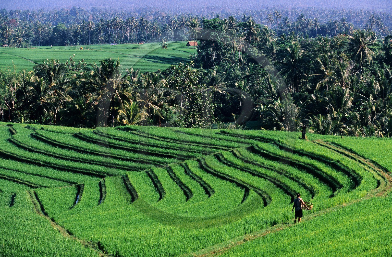 Indonésie, île de Bali, rizières en terrasses dans la région de Soka