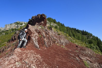 France, Alpes Maritimes, Mercantour Massif, L'Ilion, on the heights of the Gorges of Cians in red lutite soil
