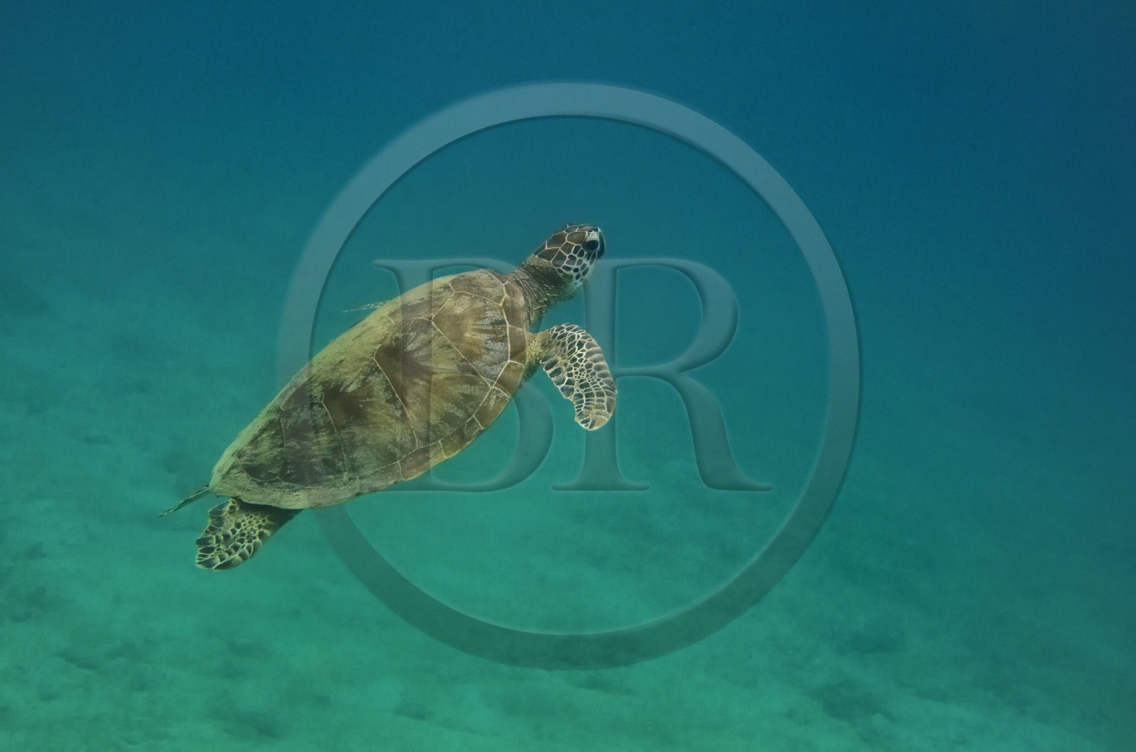 France, Ile de Mayotte, Grande-Terre, Kani-Keli, plage de N’Gouja, tortue (de mer) verte (Chelonia mydas)