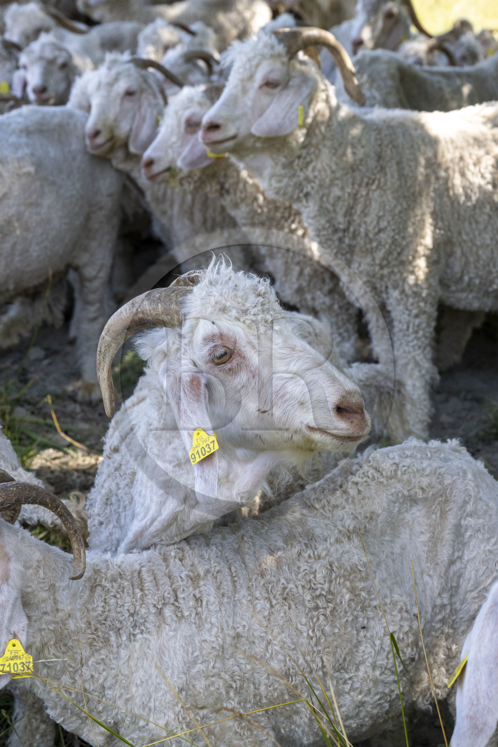 France, Drôme (26), parc naturel régional des Baronnies provençales, Saint-Sauveur-Gouvernet, ferme Mohair du Moulin dans la vallée de l’Ennuye, élevage de chèvres angora