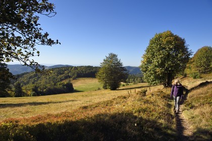 France, Haut Rhin, Ballons des Vosges Regional Natural Park, Rimbach pres Masevaux, hiker walking on the GR5 hiking trail to the Chaume de Haute Bers (extensive altitude grazing)