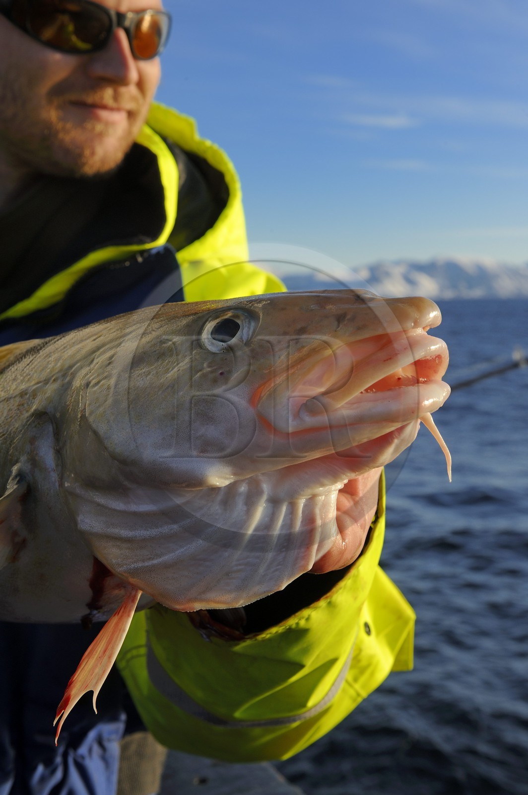 Norvège, Nordland, Iles des Westeralen, région de Myre, pêche d'un cabillaud skrei