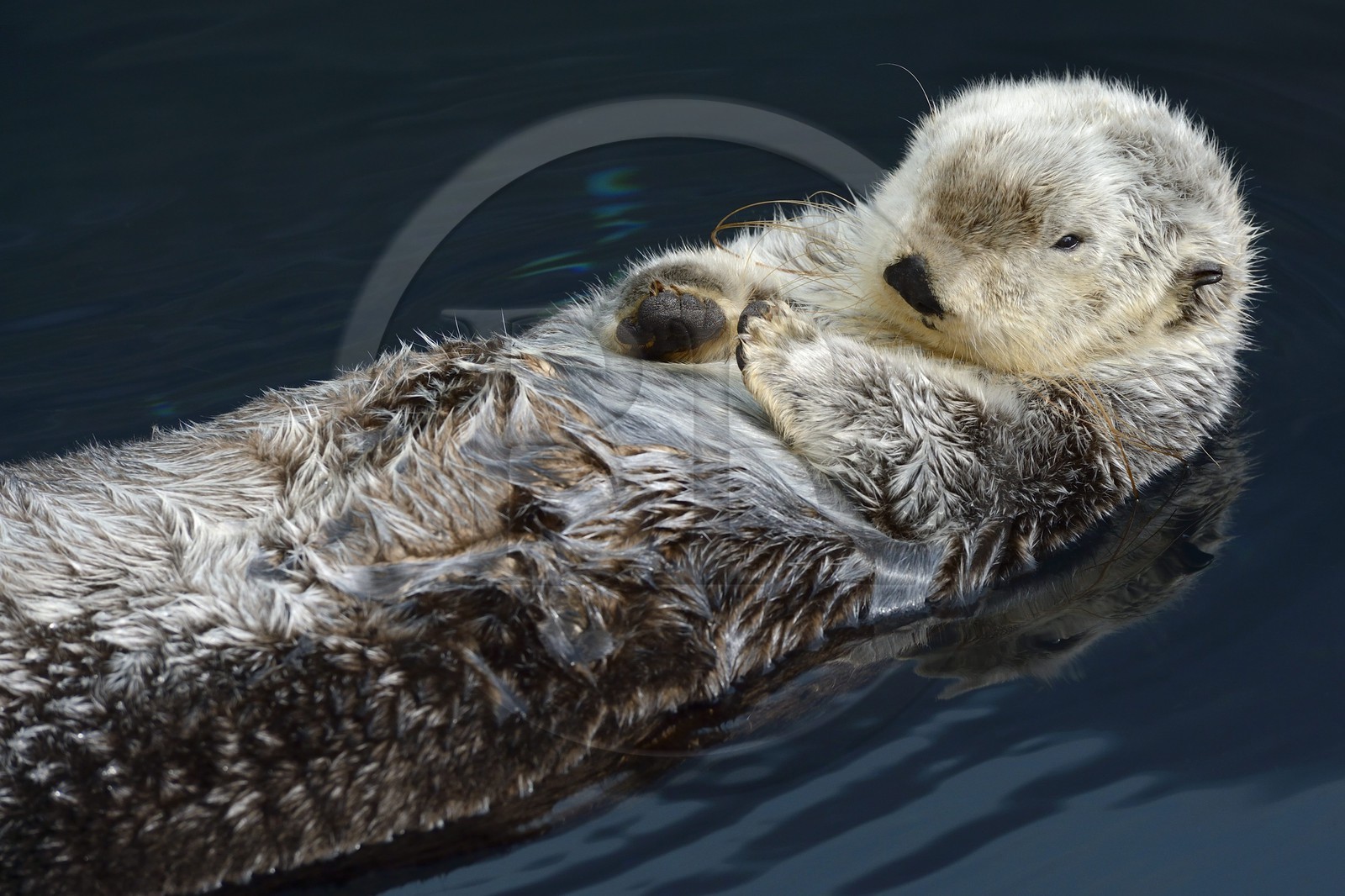 Portugal, Lisbon, Parque das Nações (Nations' Park) built for the Universal Expo 98 World Exhibition, Oceanário (Oceanarium), sea otter (Enhydra lutris)