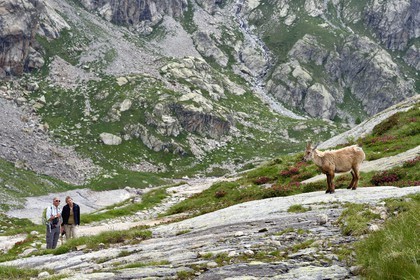 France, Alpes-Maritimes (06), parc national du Mercantour, vallée de la Valmasque, randonneurs et une étagne, bouquetin (Capra ibex) femelle des Alpes
