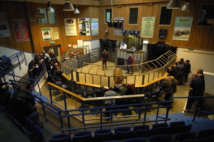 Royaume-Uni, Ecosse, Iles Orcades, Ile de Mainland, vente aux enchère du bétail