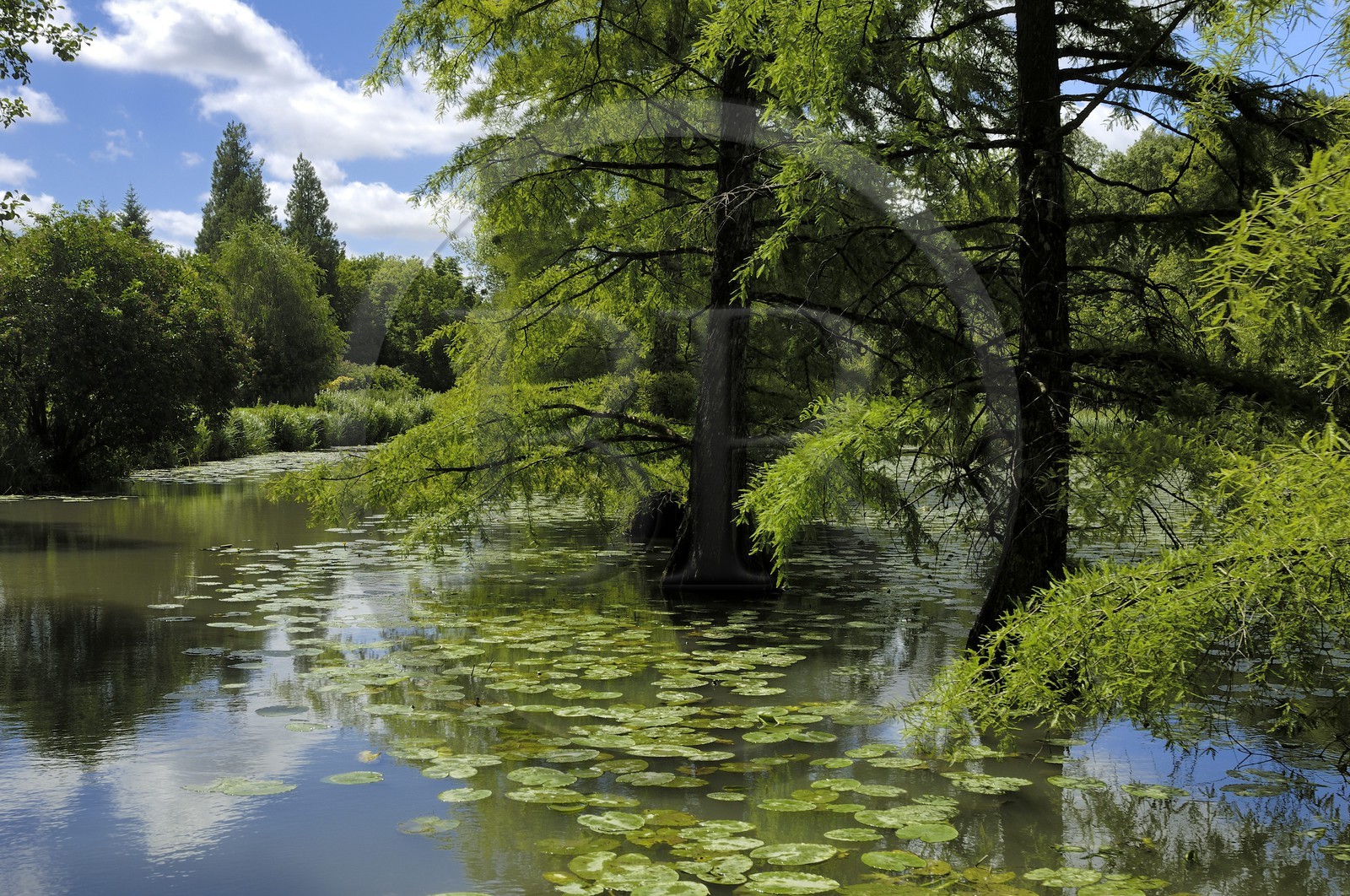 France, Loir-et-Cher (41), le parc du château de Cheverny, cyprès chauves dans le canal