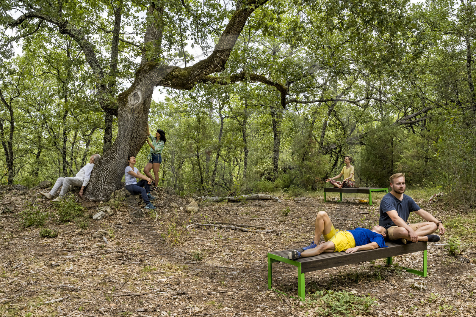 France, Var, Provence Verte (Green Provence), Bras, Academie du Bain de Foret Provencale (Academy of Forest Bathing in Provence), forest of the domaine Le Peyrourier - une campagne en Provence, Constanze Coisne guides Shinrin Yoku