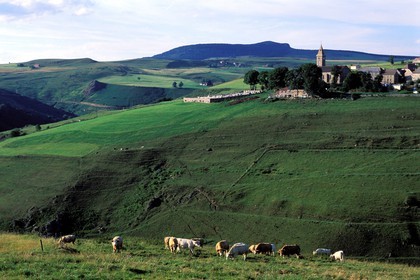 France, Ardeche, cattle of cows in front of the village of Le Beage