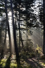 France, Bas-Rhin (67), Mont Saint-Odile, randonnée des chemins des Chateaux-forts d'Alsace vers le chateau du Landsberg