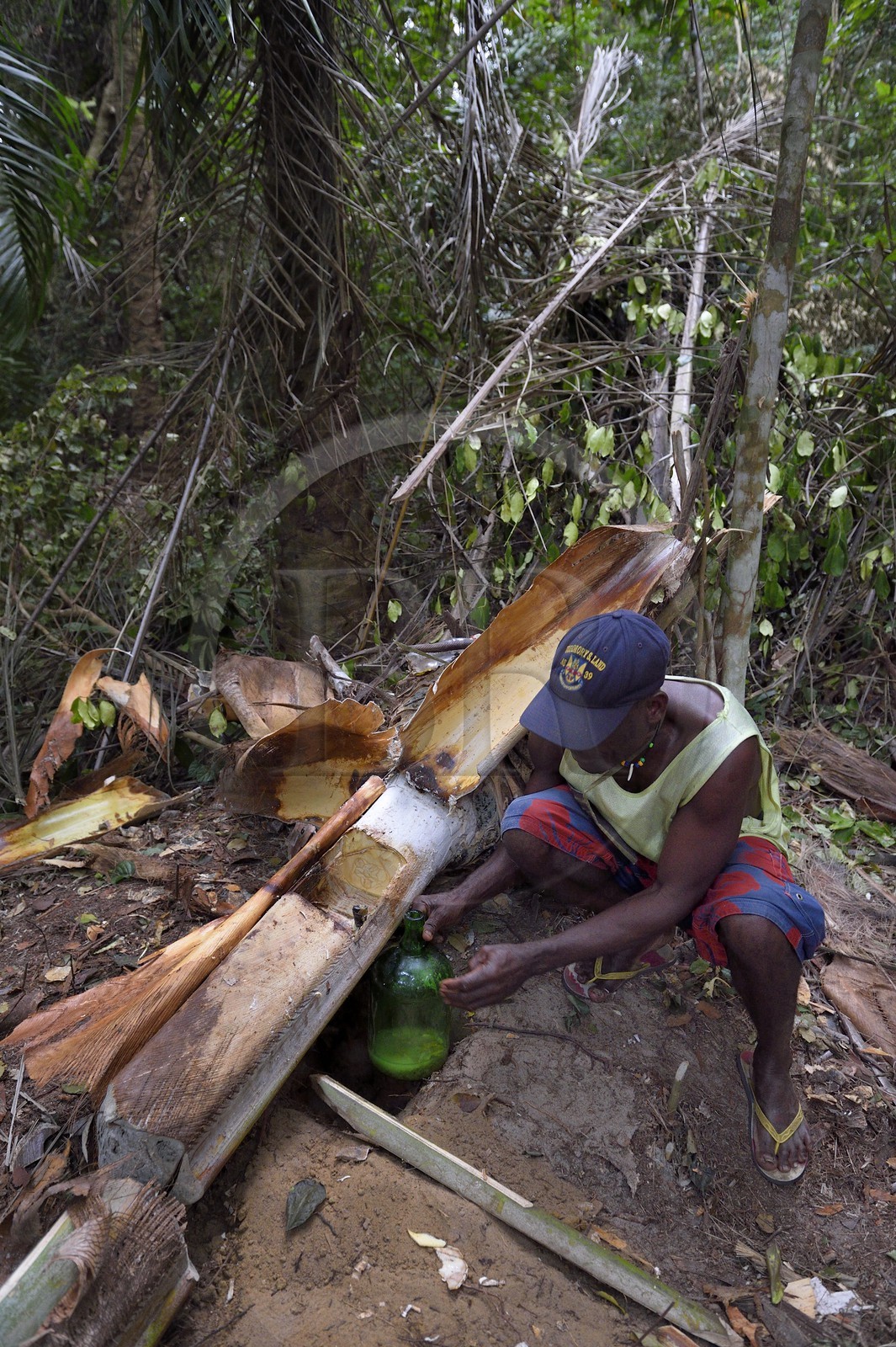 Gabon, province de Ogooué- Maritime, Omboué, région du Loango, producteur de vin de palme, récupération du jus de palme directement dans le tronc