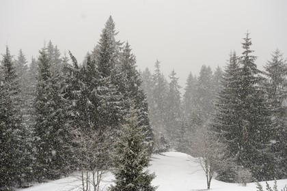 Suisse, Canton de Vaud, Villars sur Ollon, flocons de naige