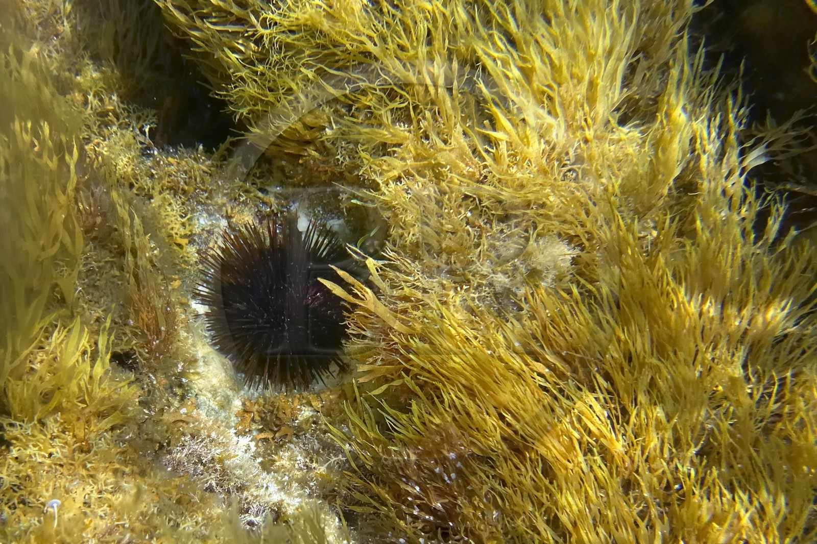 France, Var, Le Rayol Canadel sur Mer, Domaine du Rayol, Jardin des Mediterranees, Conservatoire du Littoral Estate compulsory mention, the marine path, sea urchin