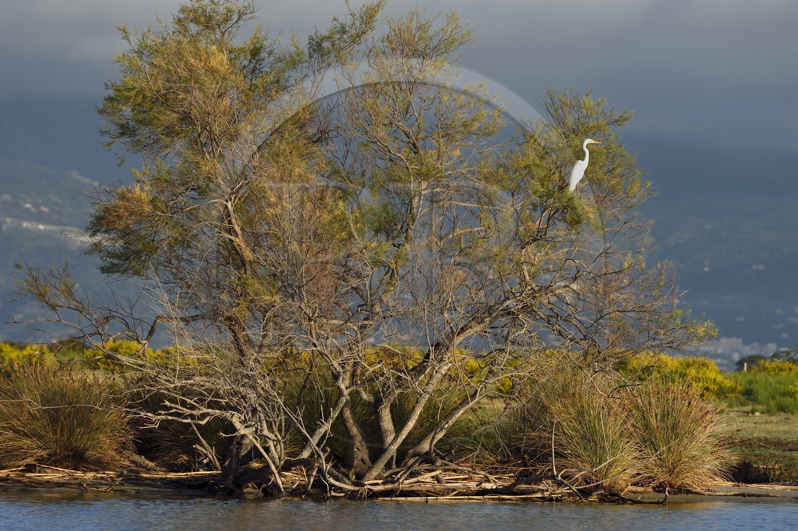 France, Haute-Corse (2B), l'étang de Biguglia (stagnu di Chjurlinu), réserve naturelle de Corse (RNC), Grande Aigrette (Ardea alba)
