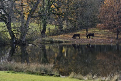 France, Indre (36), le Berry, parc naturel régional de la Brenne, Rosnay, ânes au bord d'un étang à Le Bouchet