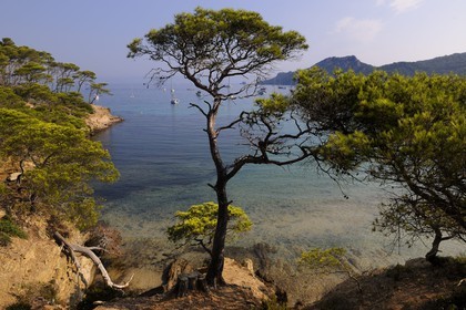 France, Var, Iles d'Hyeres, National Park of Port Cros, ile de Porquerolles, Plage Notre Dame