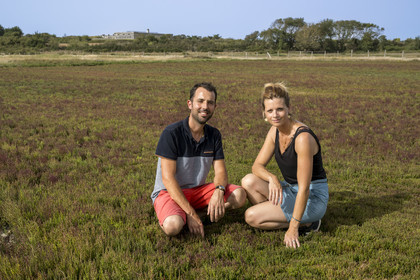 France, Charente-Maritime (17), Port-des-Barques, Ile Madame, la Ferme Aquacole de l'Ile Madame, Jean Philippe et Gaelle Mineau sur leur culture de salicorne