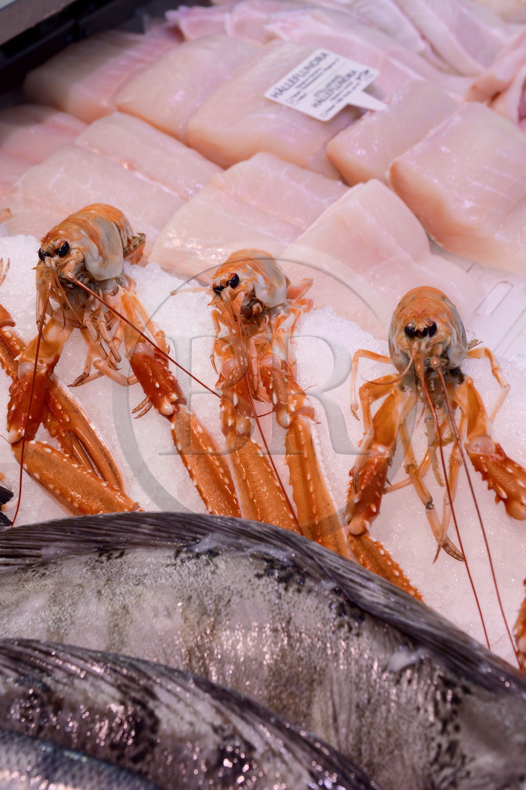 Suède, Västra Götaland, Göteborg (Gothenburg), langouste