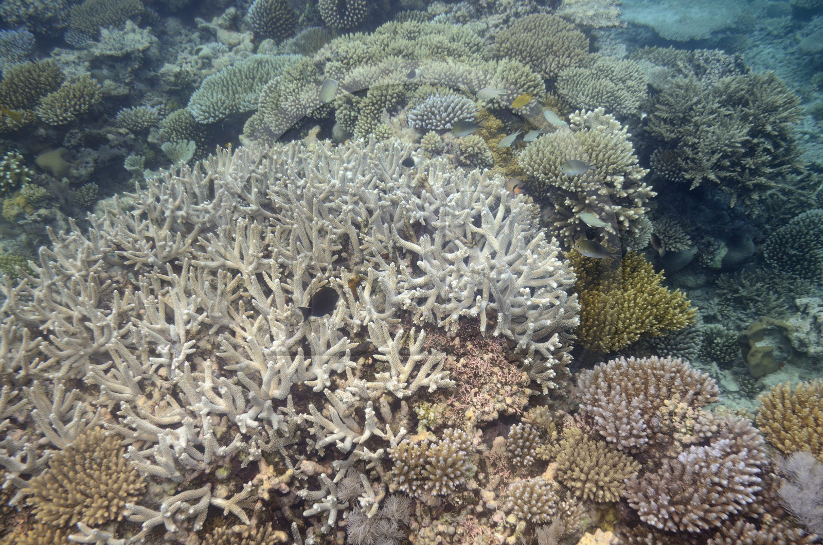 France, Mayotte island (French overseas department), Grande-Terre, coral reef in the lagoon facing Saziley Point on the East coast
