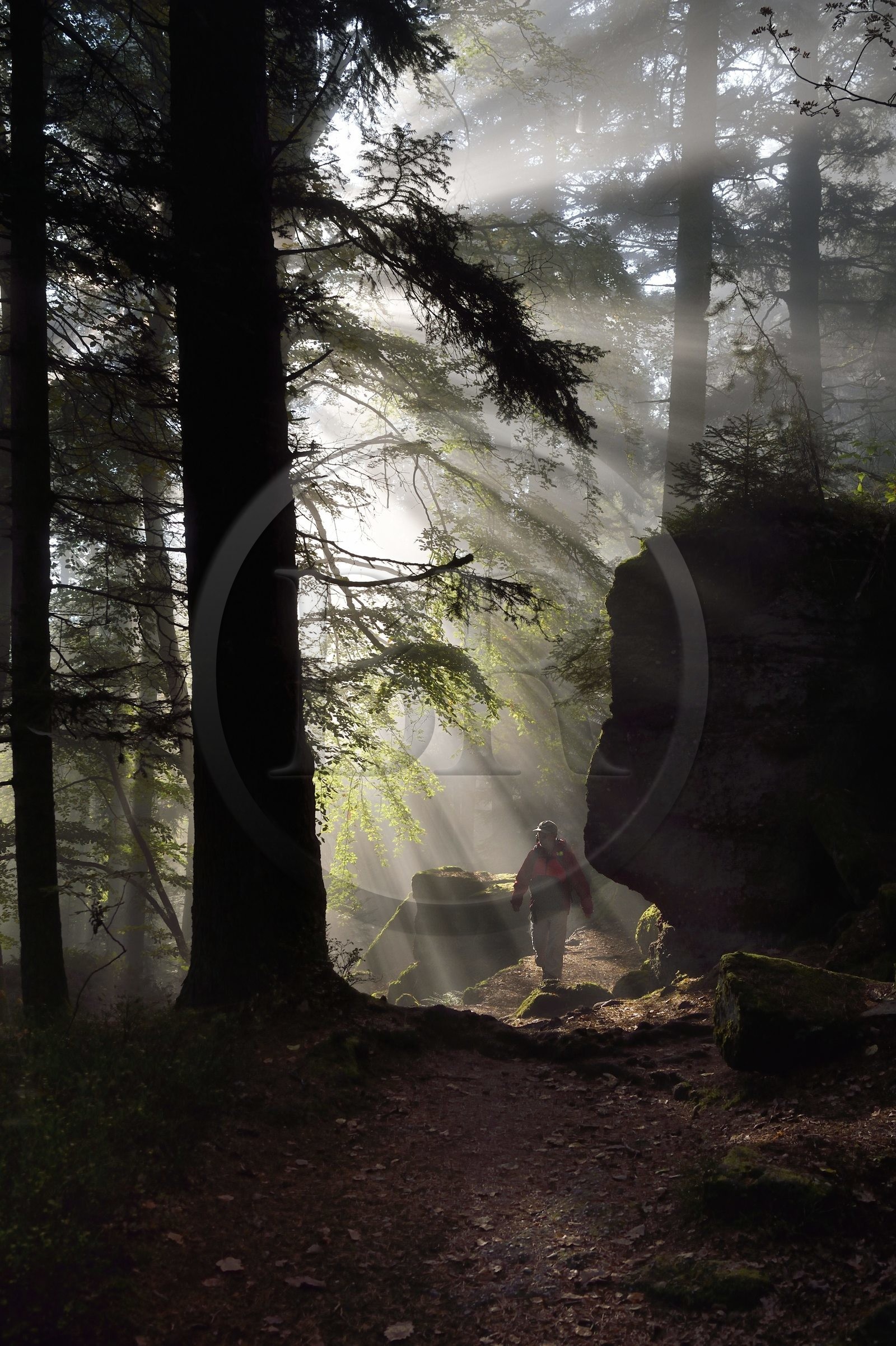 France, Bas Rhin, Mont Saint Odile, hike along the Pagan Wall, vestige of a wall probably from the Merovingian period with a total length of eleven kilometers, sunrise in the early morning mist