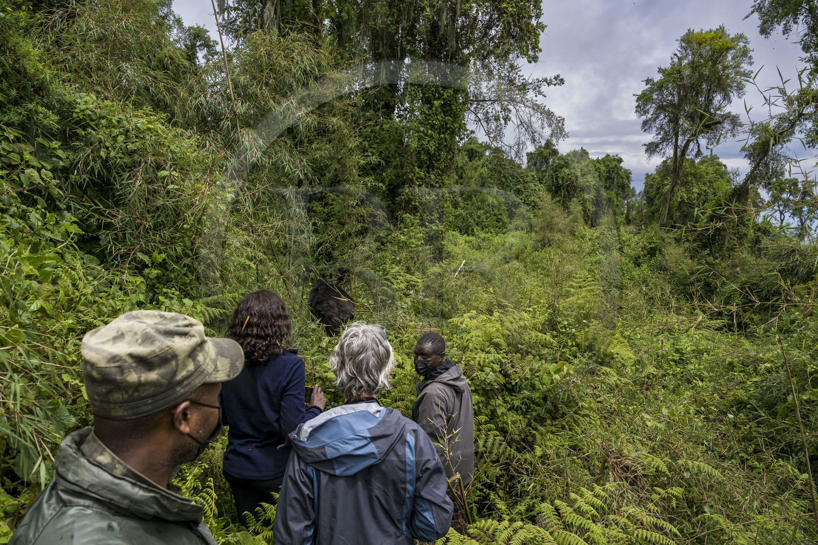 Rwanda, Province du Nord, Parc National des Volcans dans la chaine des Monts Virunga, mont Karisimbi, garde et pisteur du Parc accompagnant des touristes à la rencontre des gorilles des montagnes du groupe Susa