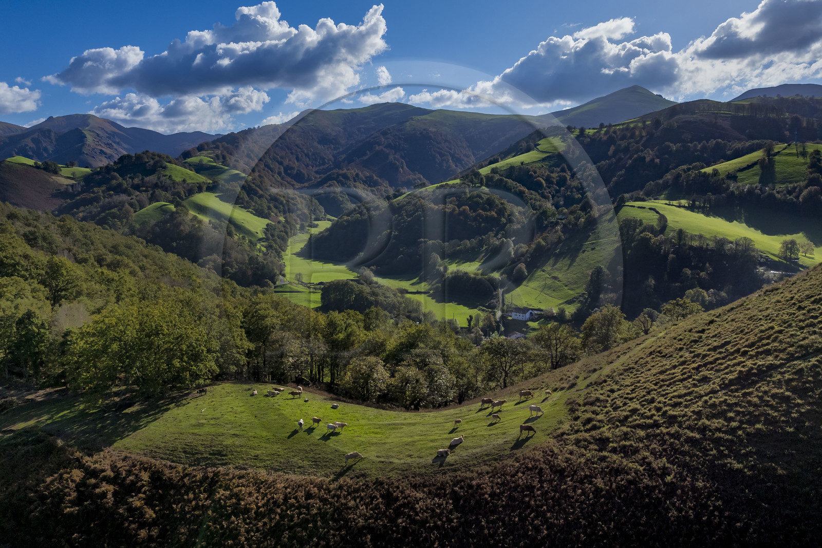 France, Pyrenees Atlantiques, Basque Country, Aldudes valley, cows at the top of Elizamendi hill above Urepel, Kintoa (Quint country) south of the valley straddling the Spanish border in the background (aerial view)
