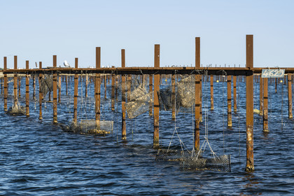 France, Hérault (34), Etang de Thau, Mèze, l'élevage en suspension des huitres sur des cordes dans le parc à huîtres
