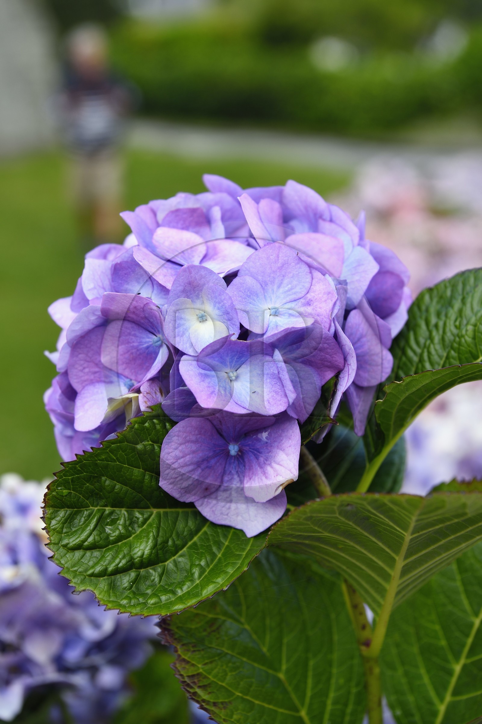 France, Finistere (29), Nevez, hydrangea