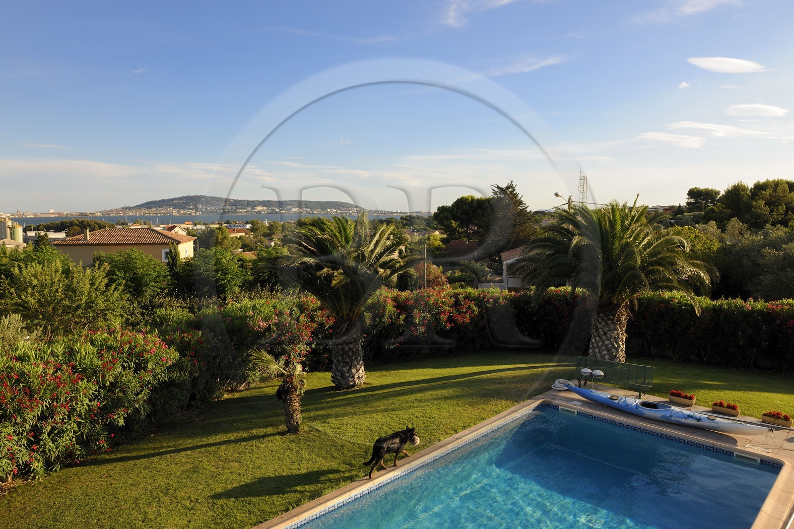 France, Hérault (34), Balaruc-les-Bains, chien au bord d'une piscine avec le Mont Saint-Clair de Sète au fond