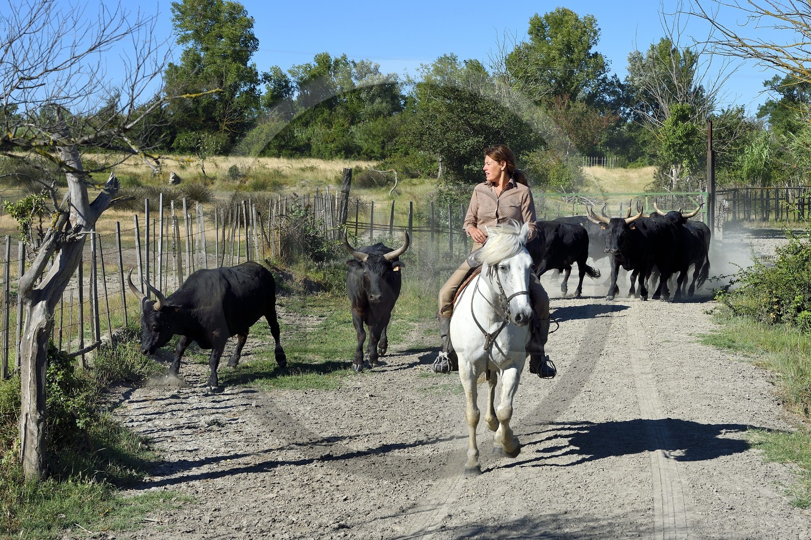 France, Bouches-du-Rhône (13), Parc naturel régional de Camargue, Mas du Menage, manade Saint Antoine (Cauzel), la manadière Florence Clauzel, éleveuse de chevaux et taureaux de Camargue