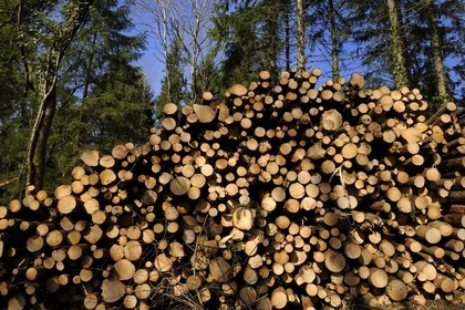 France, Meuse (55), région de Verdun, billes de bois dans la forêt de Souville