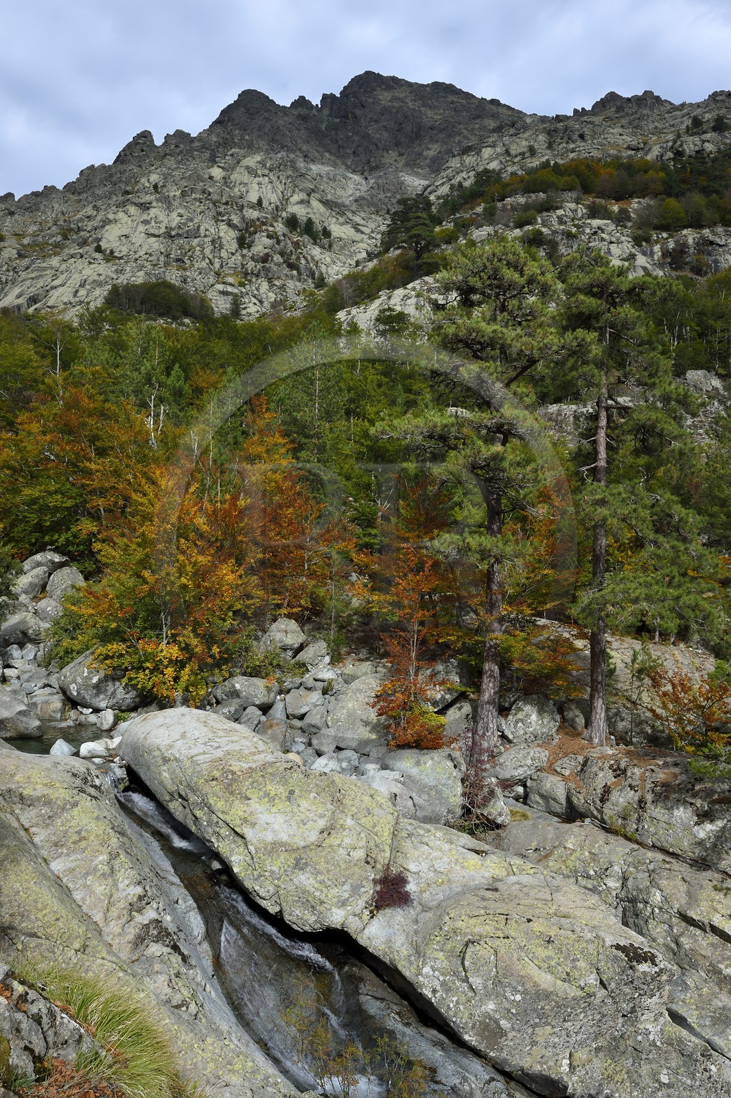 France, Haute-Corse (2B), Vivario, GR 20, étape entre le refuge de l'Onda et Vizzavona, foret de Vizzavona, les cascades des anglais, groupe de cascades dans la vallée de l'Agnone au pied du Monte d'Oro