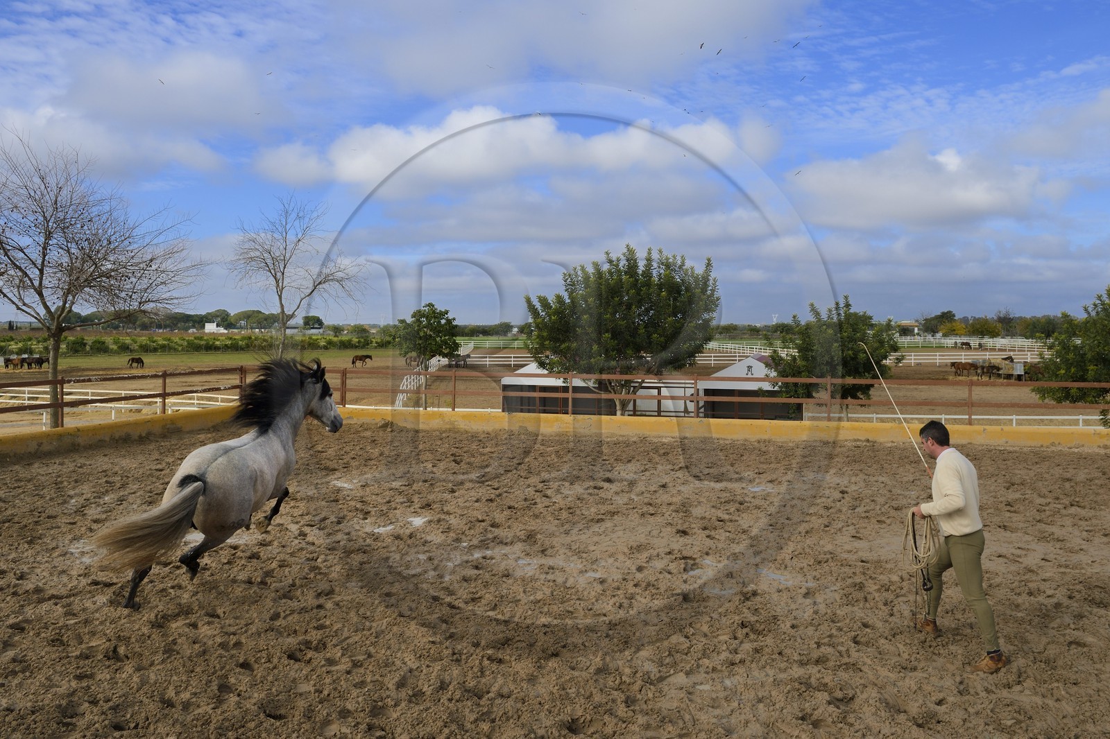 Spain, Andalusia, Seville Province, Utrera, the Ayala stud farm (Yeguada Ayala), training of an Andalusian horse also known as the Pure Spanish Horse or PRE (Pura Raza Espanola)