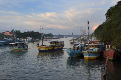 Sri Lanka, Western Province, Negombo, return of fishing boats at dawn